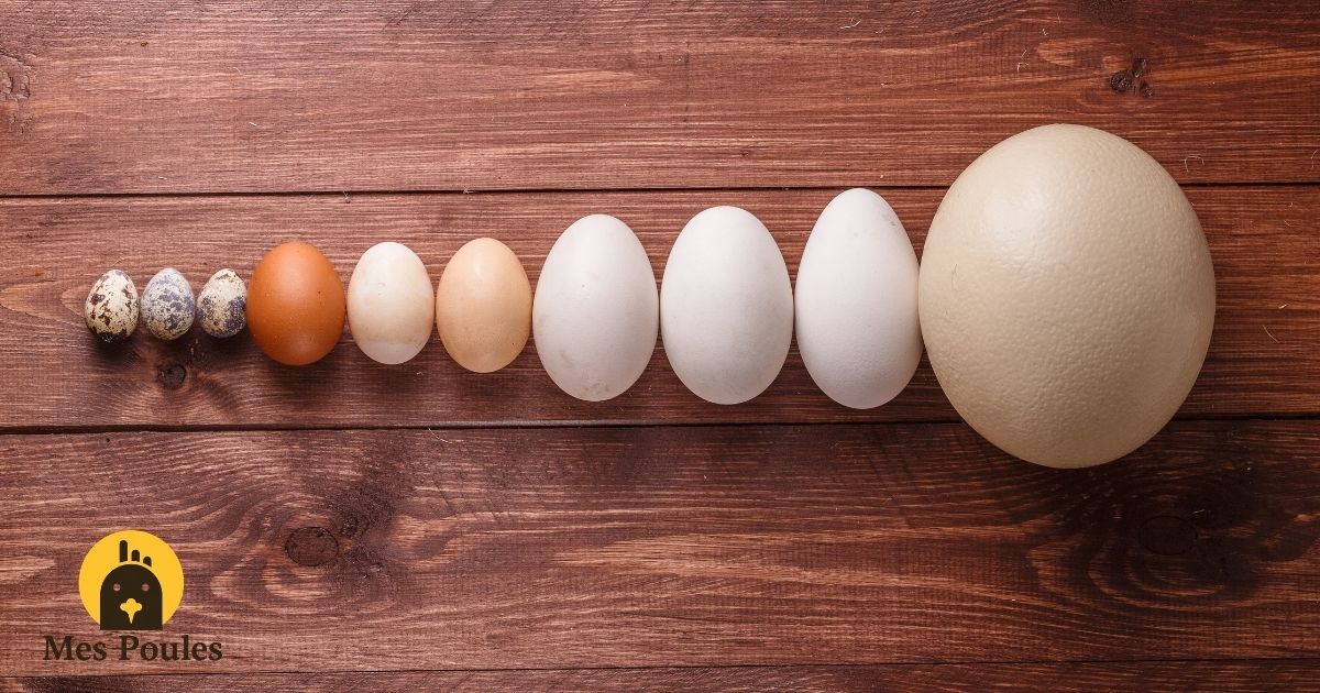 oeufs de différentes tailles : caille, poule, oie, autruche