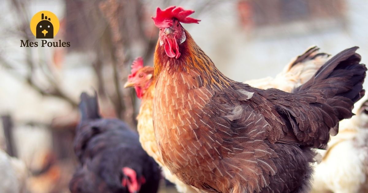 coq roux et poule noire en extérieur en été