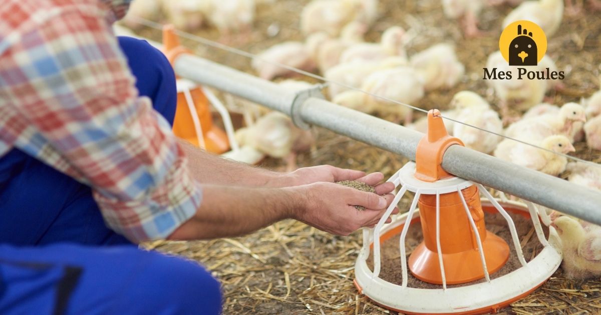 Nourrir ses poussins : tout ce que j'aurais aimé savoir au départ
