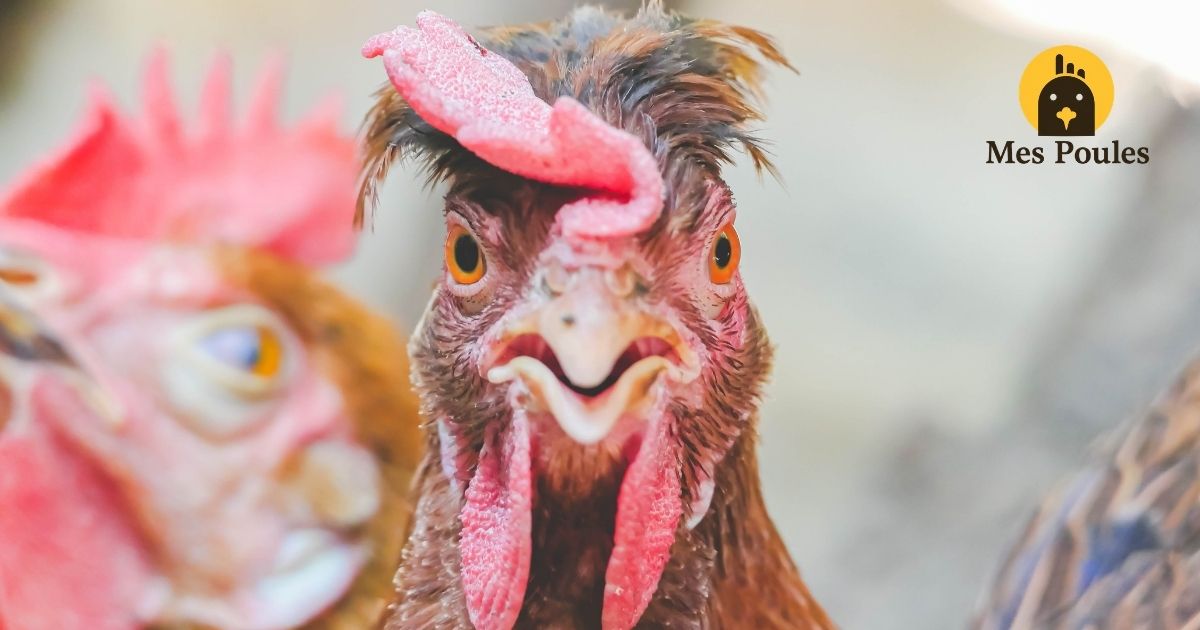 Les poux de poule peuvent-ils piquer l'homme ?