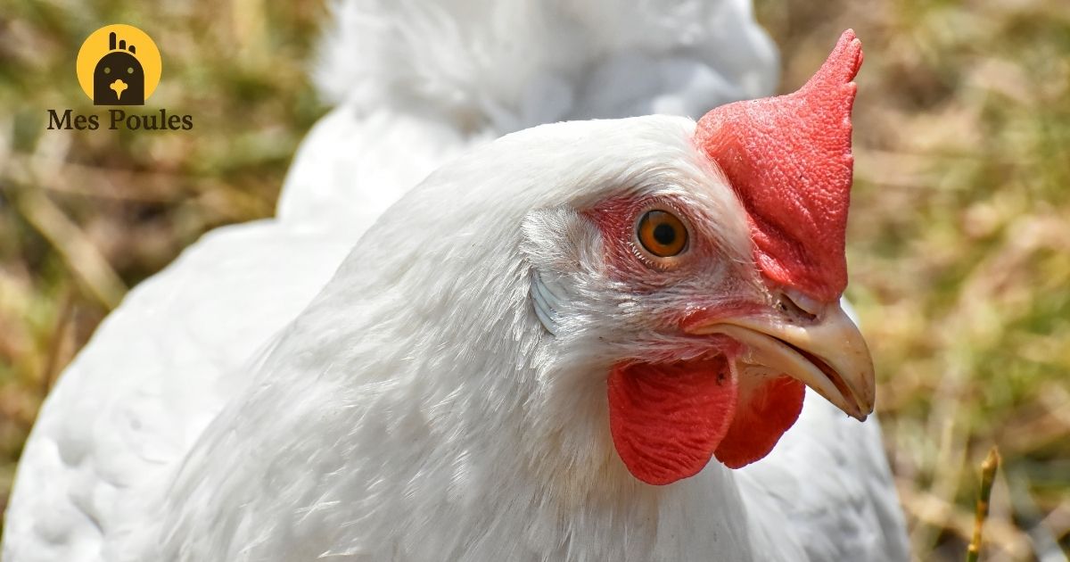 Portrait rapproché d'une Hollandaise huppée au pompon blanc bien formé