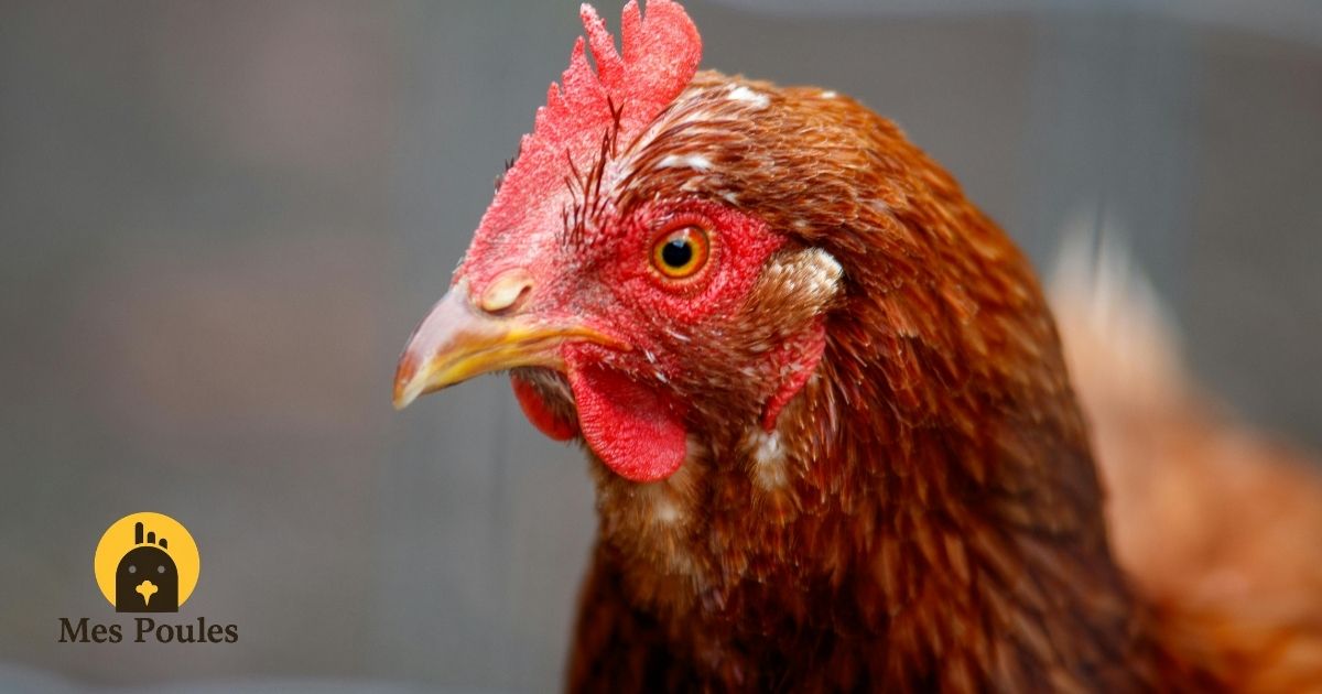 Coryza : peut-on soigner sans antibiotique ni ordonnance ?