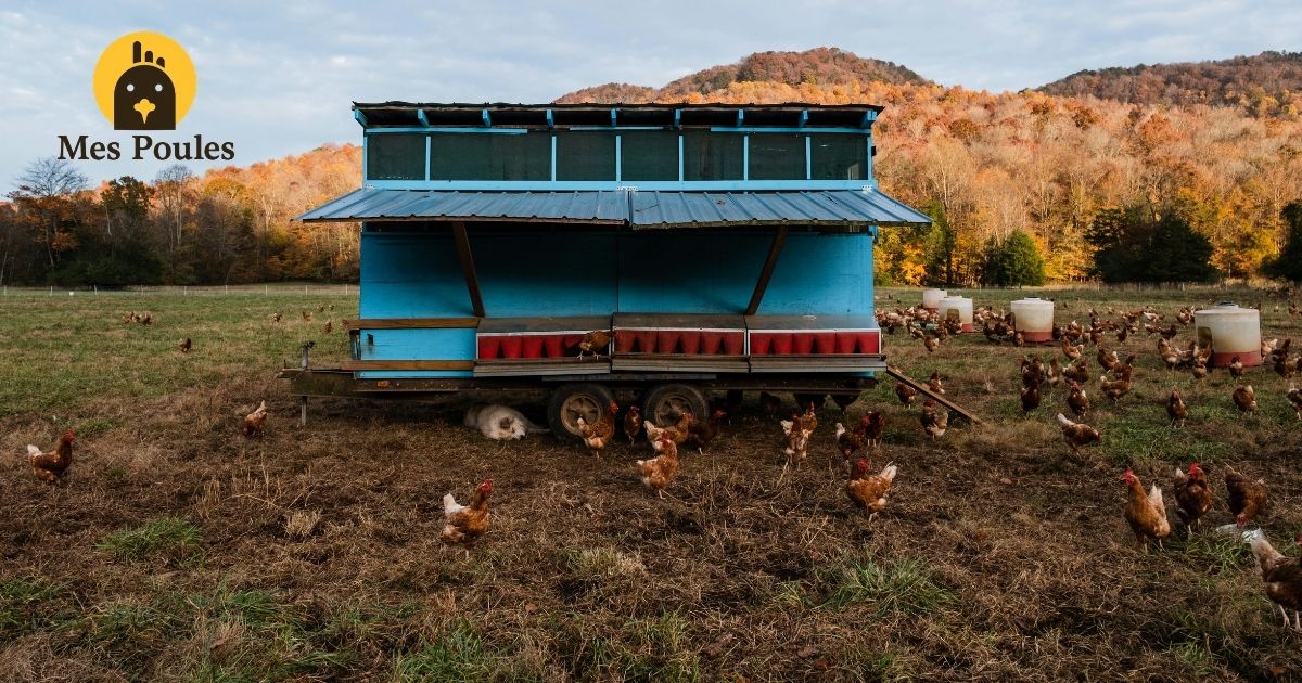 Préparer le poulailler avant le grand froid : ma check-list