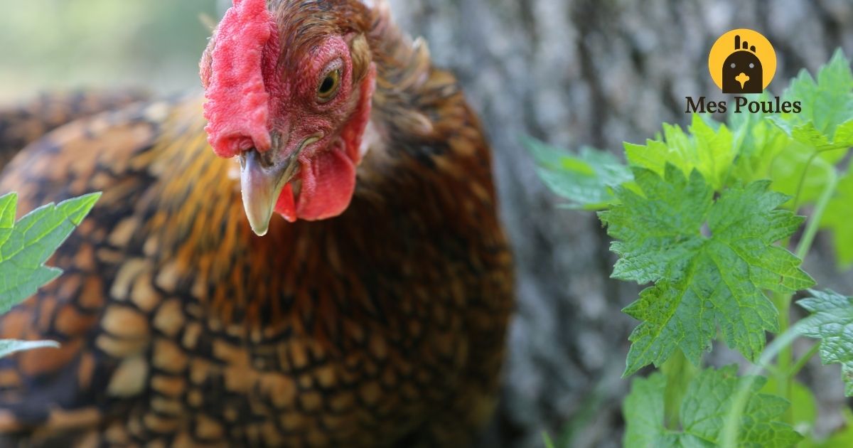 La poule de Padoue, cette houppe qui fait tourner les tetes
