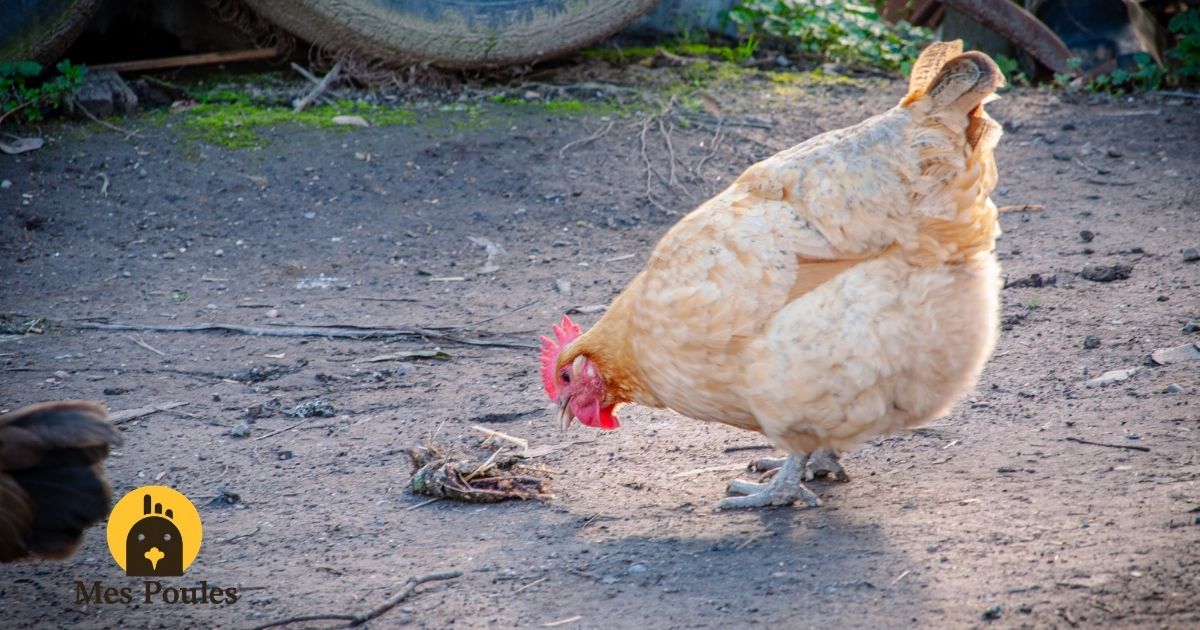 Pourquoi vos poules vous suivent partout dans le jardin ?