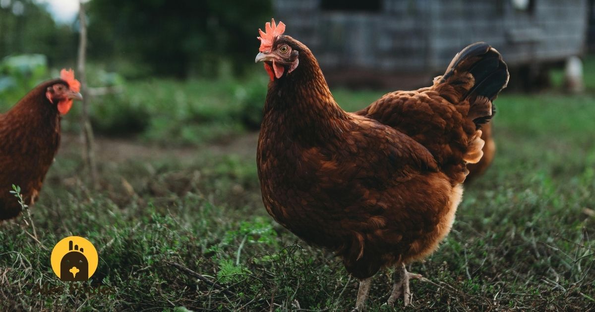 La Rhode Island Red, la rousse qui pond comme une horloge