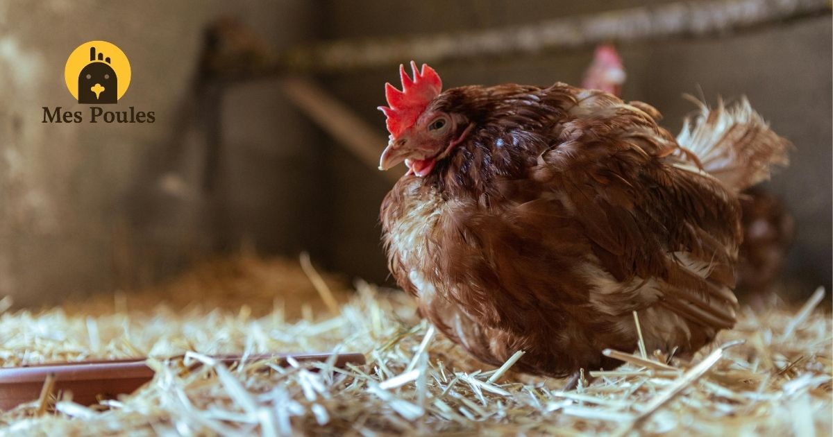 poule rousse allongée dans la paille du poulailler lors d'un bain de poussière estival