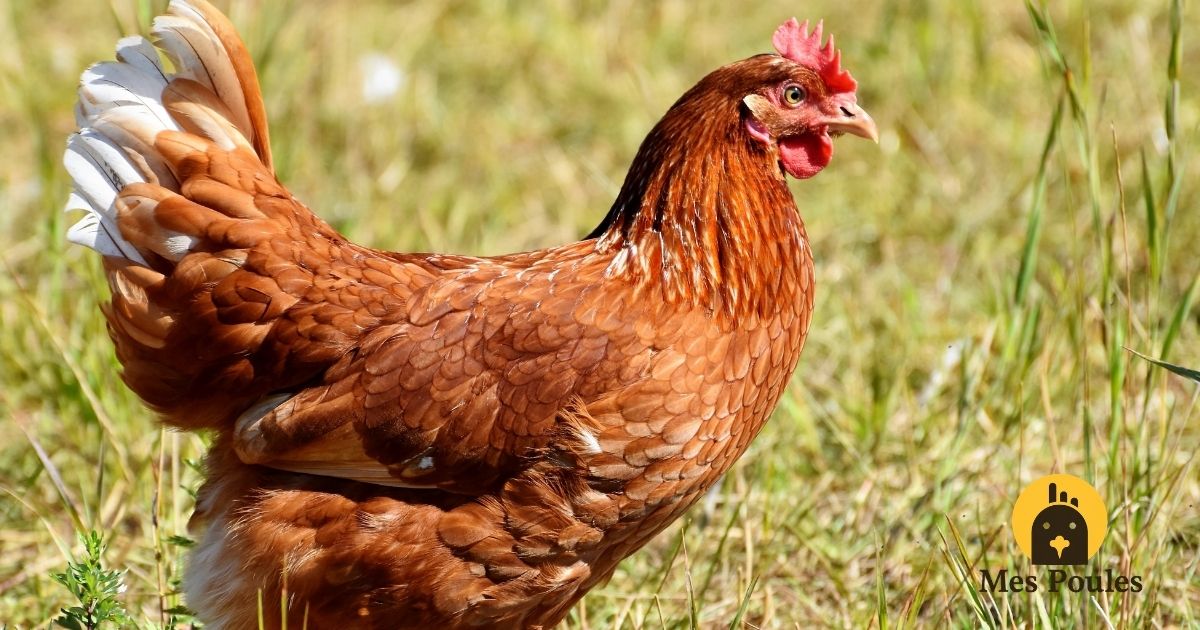 La poule Cochin, une boule de plumes jusqu'aux pattes