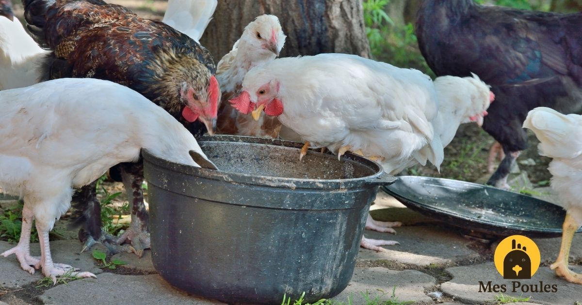 Rafraîchir ses poules pendant la canicule