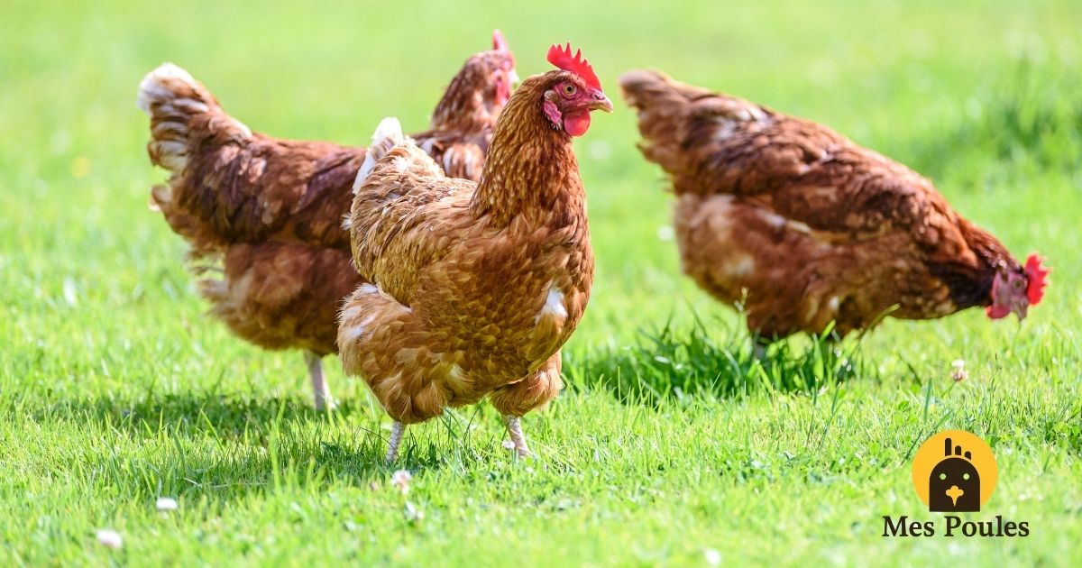 Les poules contre les tiques et aoûtats du jardin